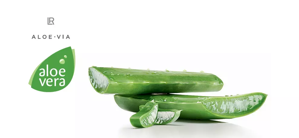 aloe vera 1