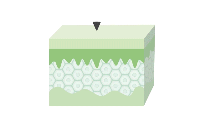 Structure des couches de peau - Aloe Vera Gel